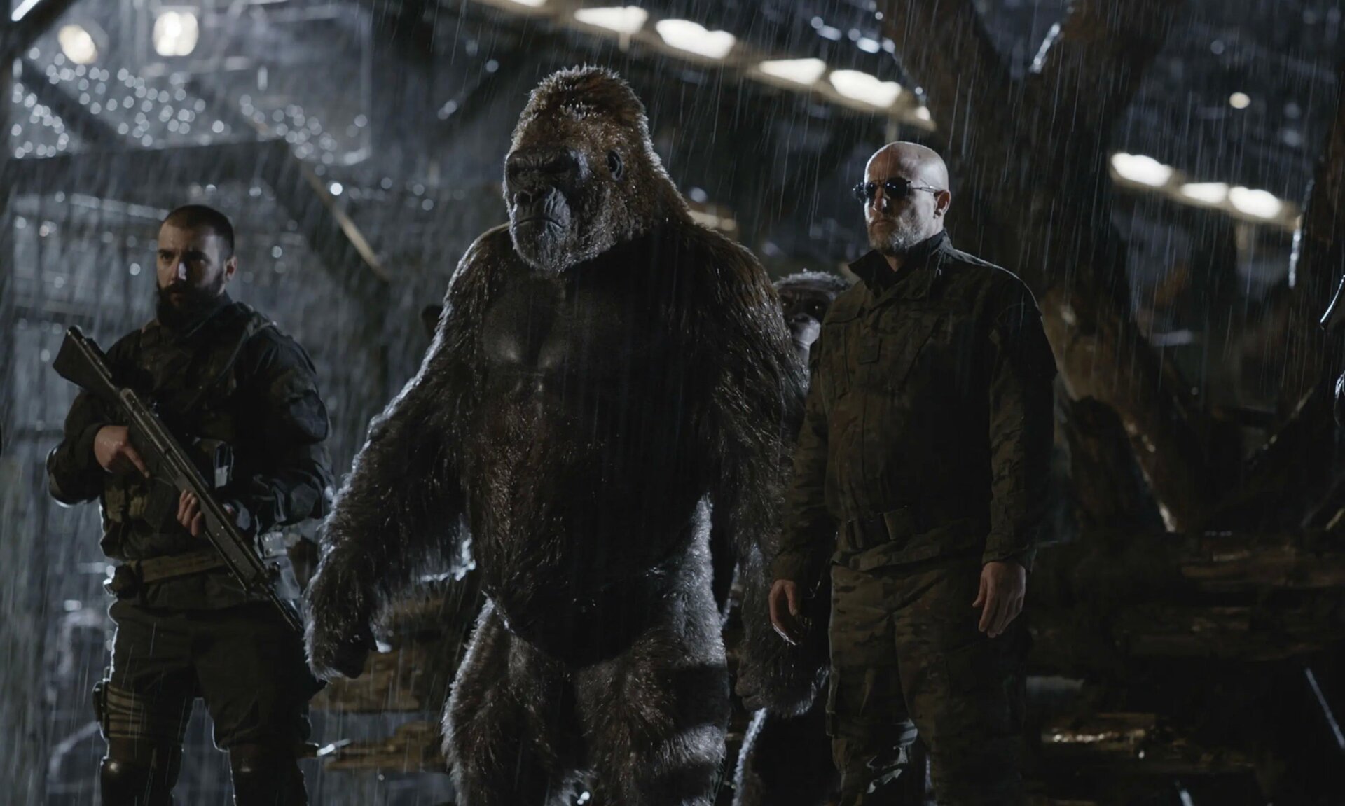 Algunos simios han cambiado de bando. 