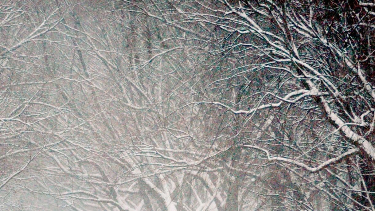 Árboles en Nueva York, Nueva York