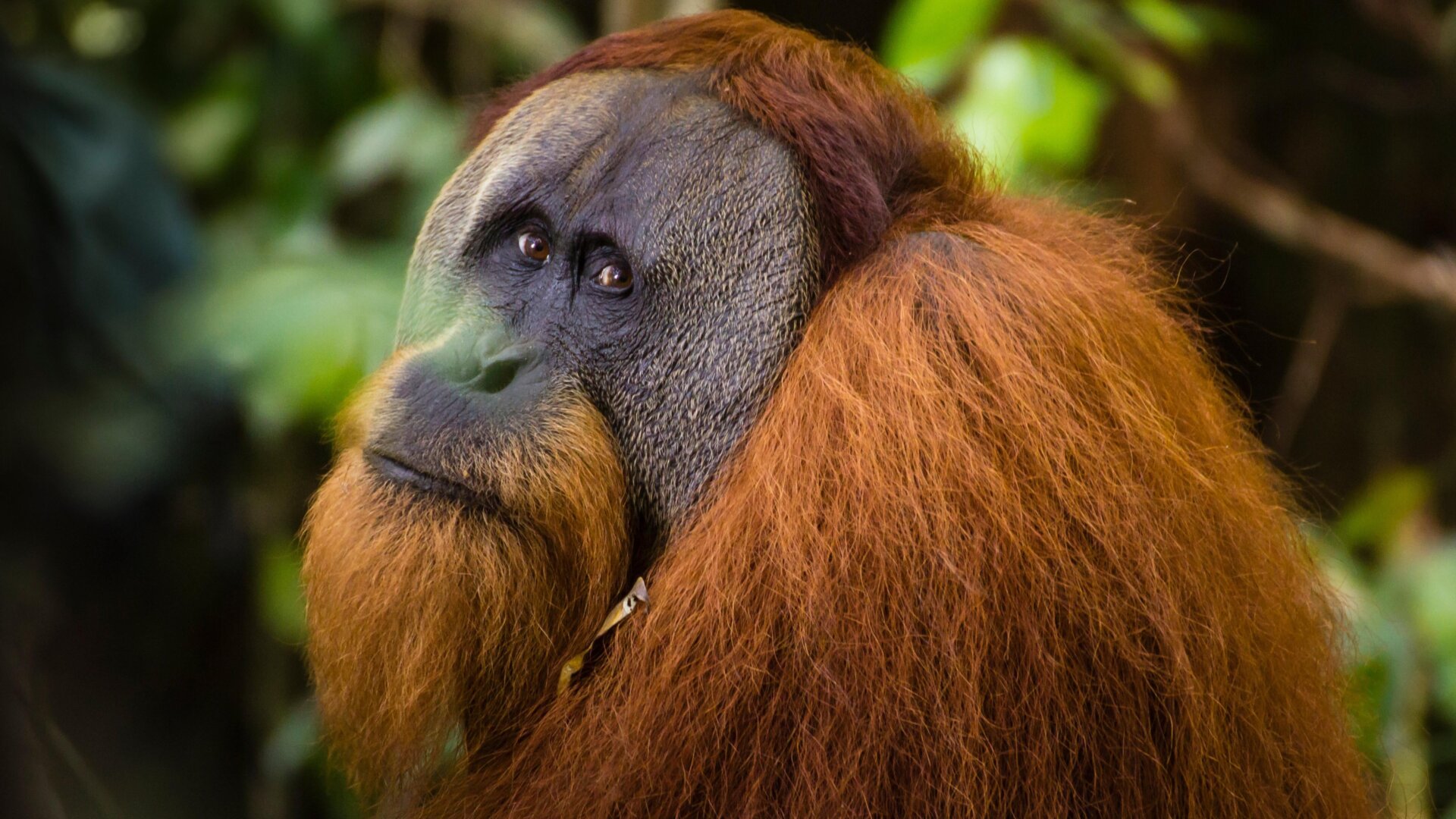 Una foto de un orangután de Sumatra no identificado.