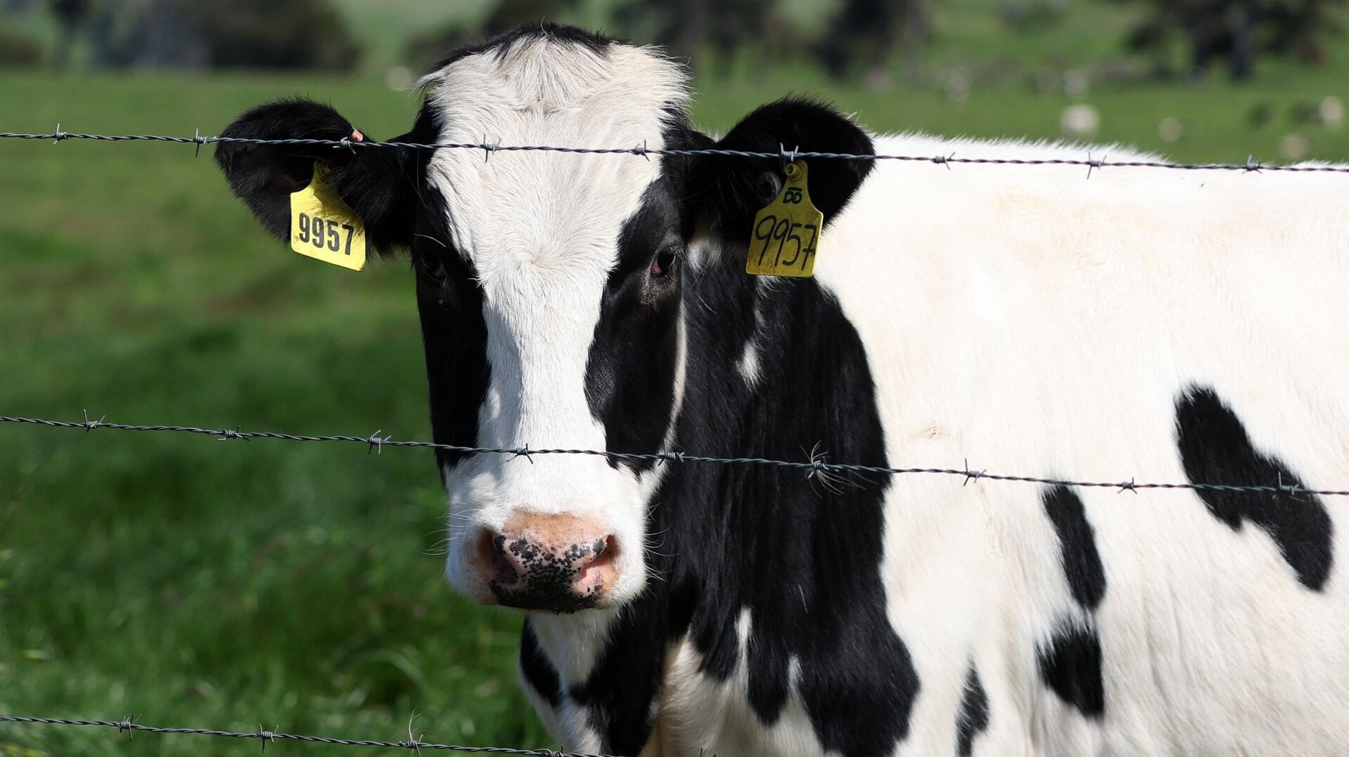 Una vaca pasta en un campo de una granja lechera el 26 de abril de 2024 en Petaluma, California. 