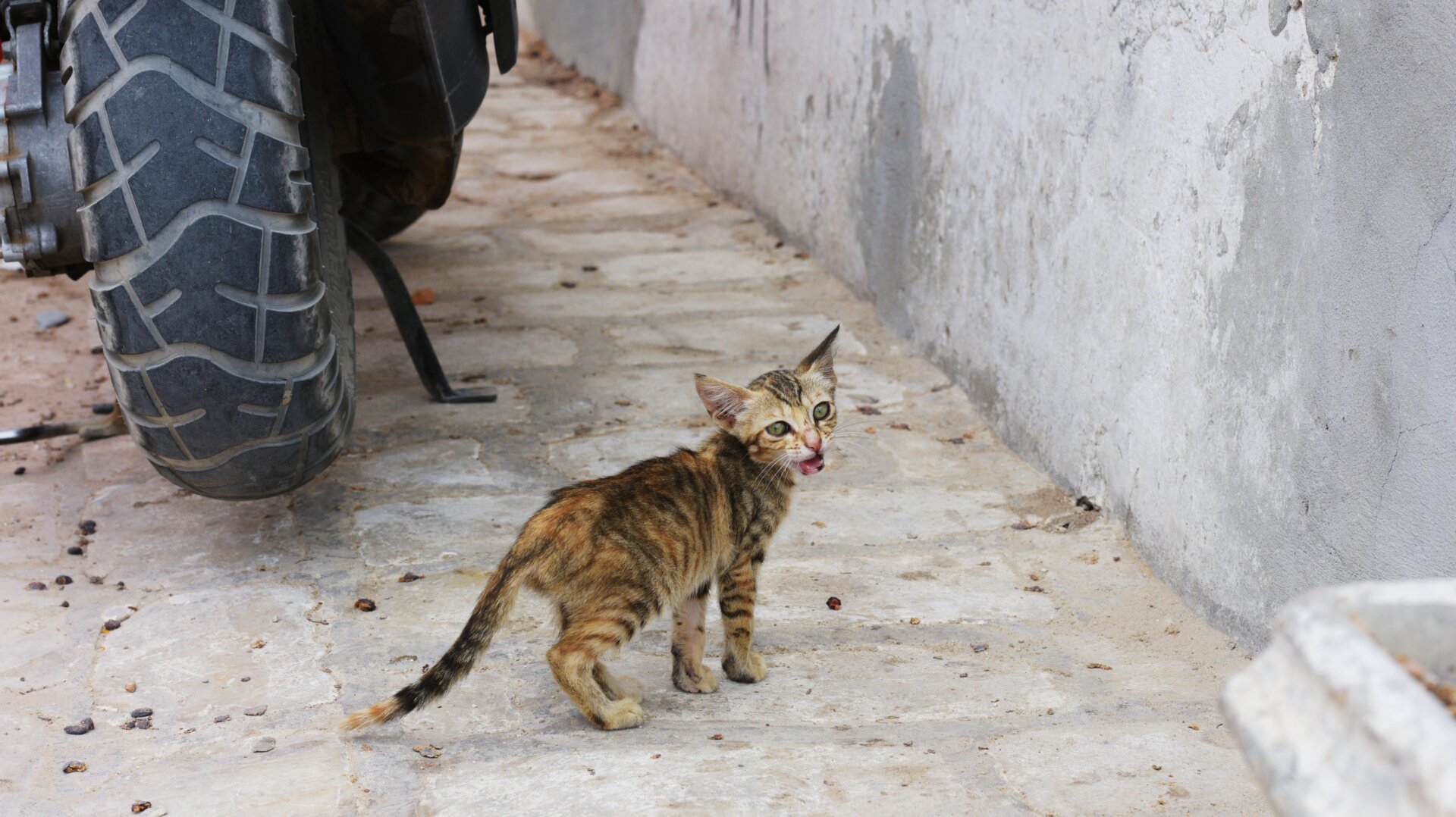 Un gatito callejero fotografiado en la calle del pueblo de Guellala, isla de Djerba, Túnez.