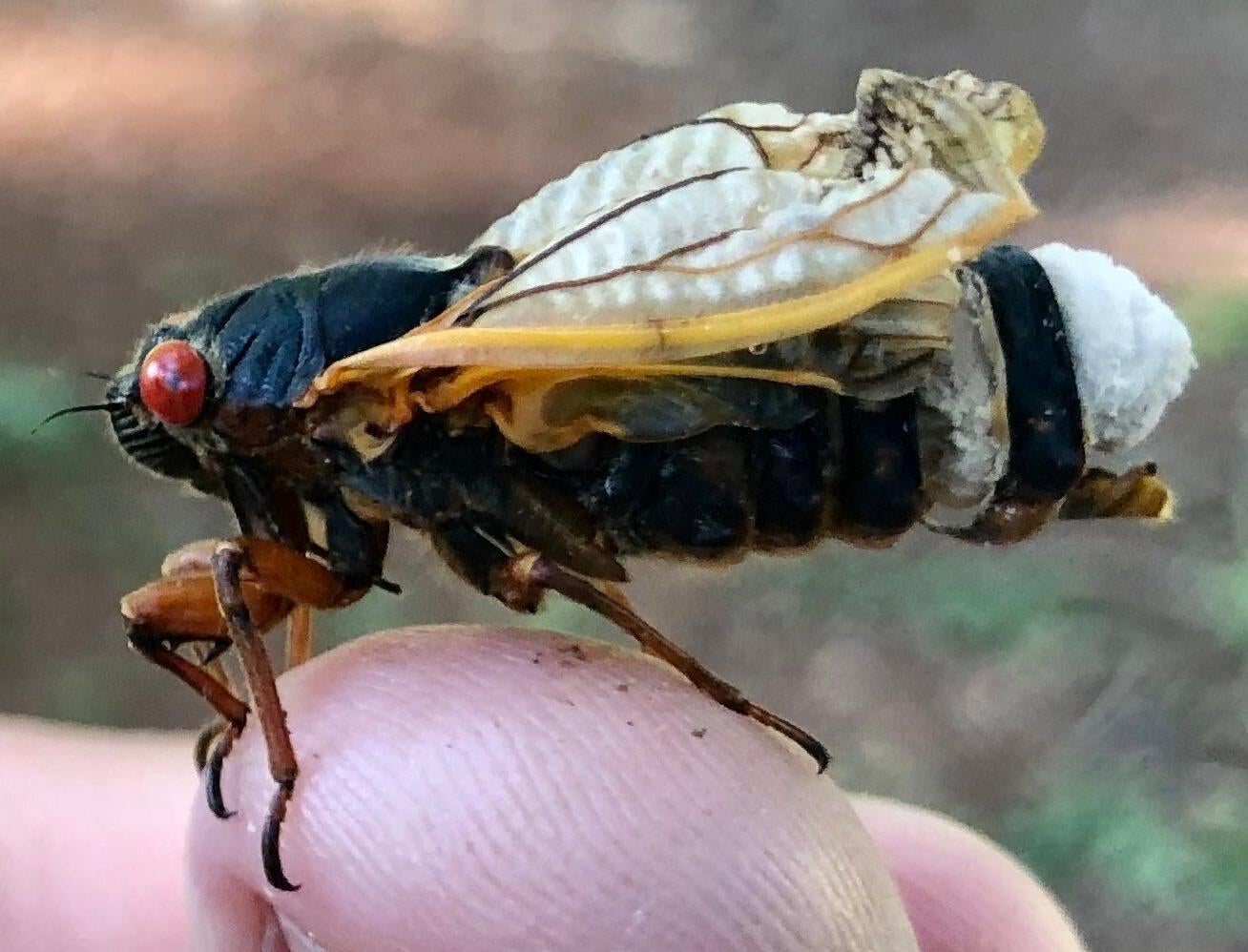 Una cigarra infectada por el hongo Massospora cicadina.