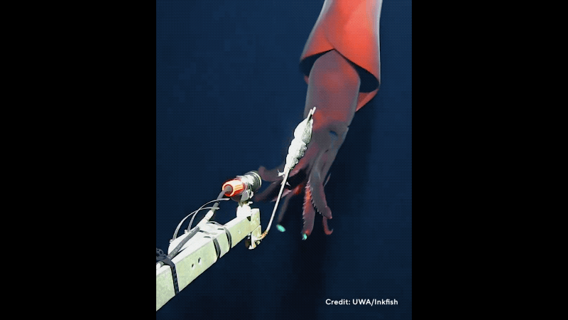 Un calamar con anzuelo de aguas profundas se abalanza para agarrar una cámara con cebo.