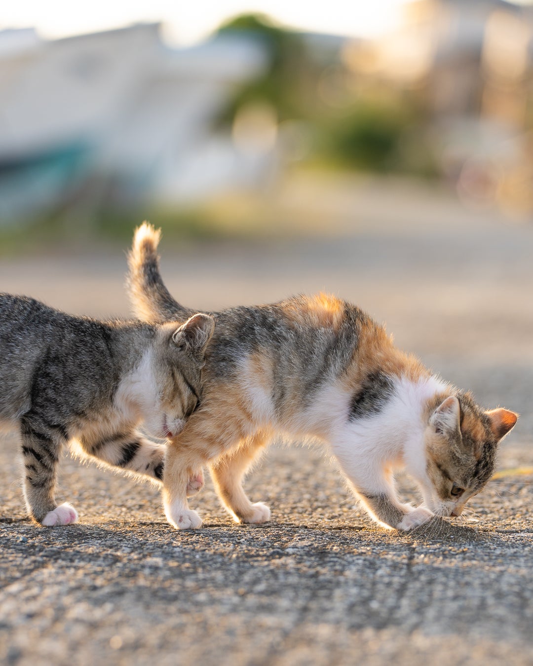 Photo: ©Tomoaki Tanto/Comedy Pets
