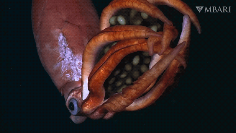 El vídeo muestra el espectacular comportamiento inquietante.