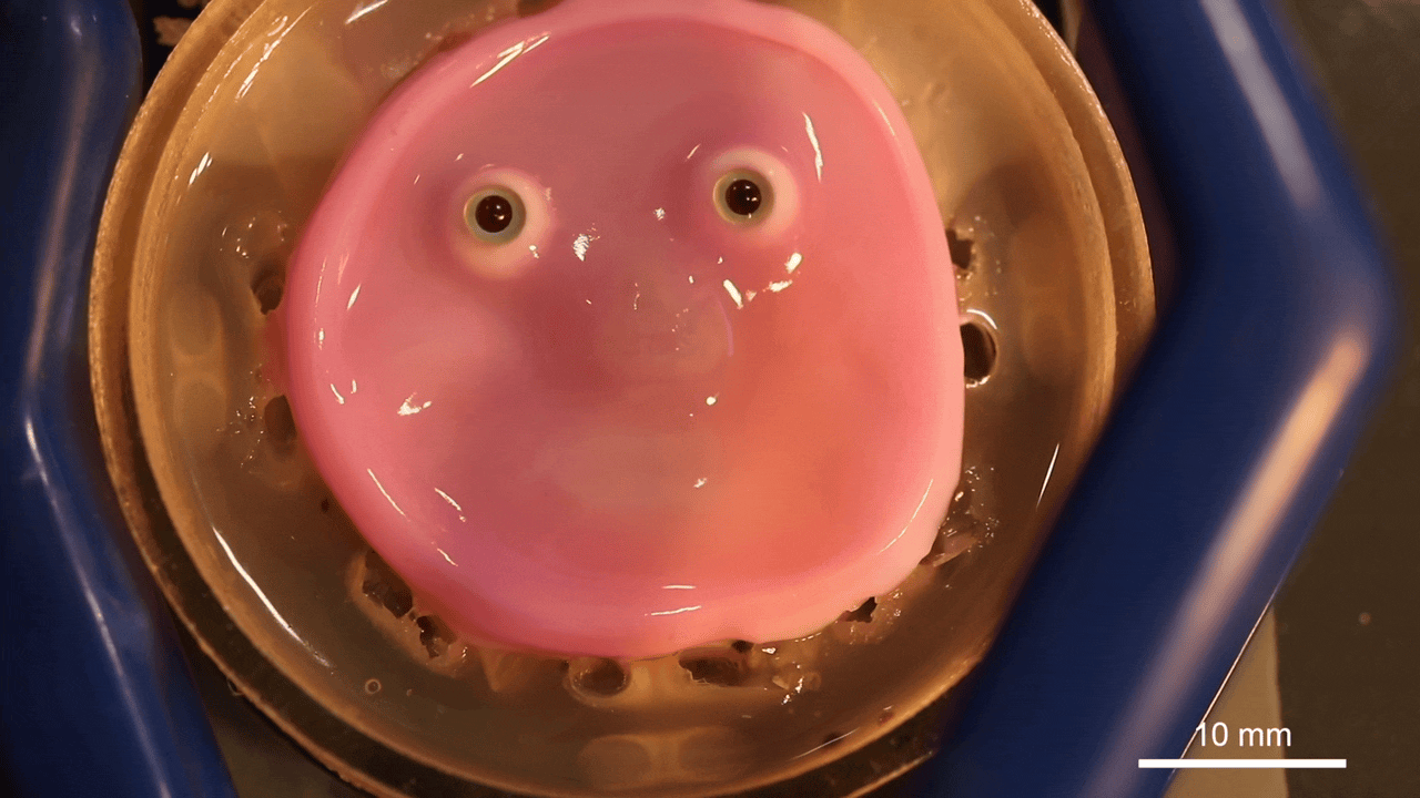 La cara sonriente robótica cubierta con  un ”dermis equivalente» que demuestra movimiento en un video publicado por la Universidad de Tokio