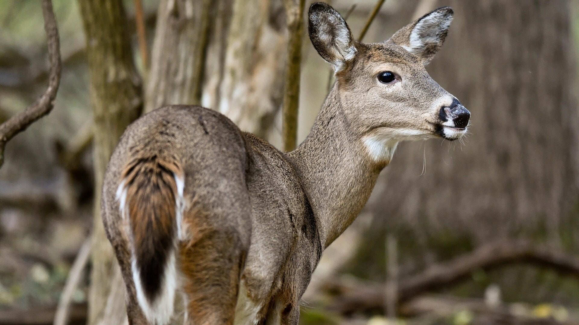 Un venado cola blanca busca comida en el bosque de los parques Wyomissing de Pensilvania.