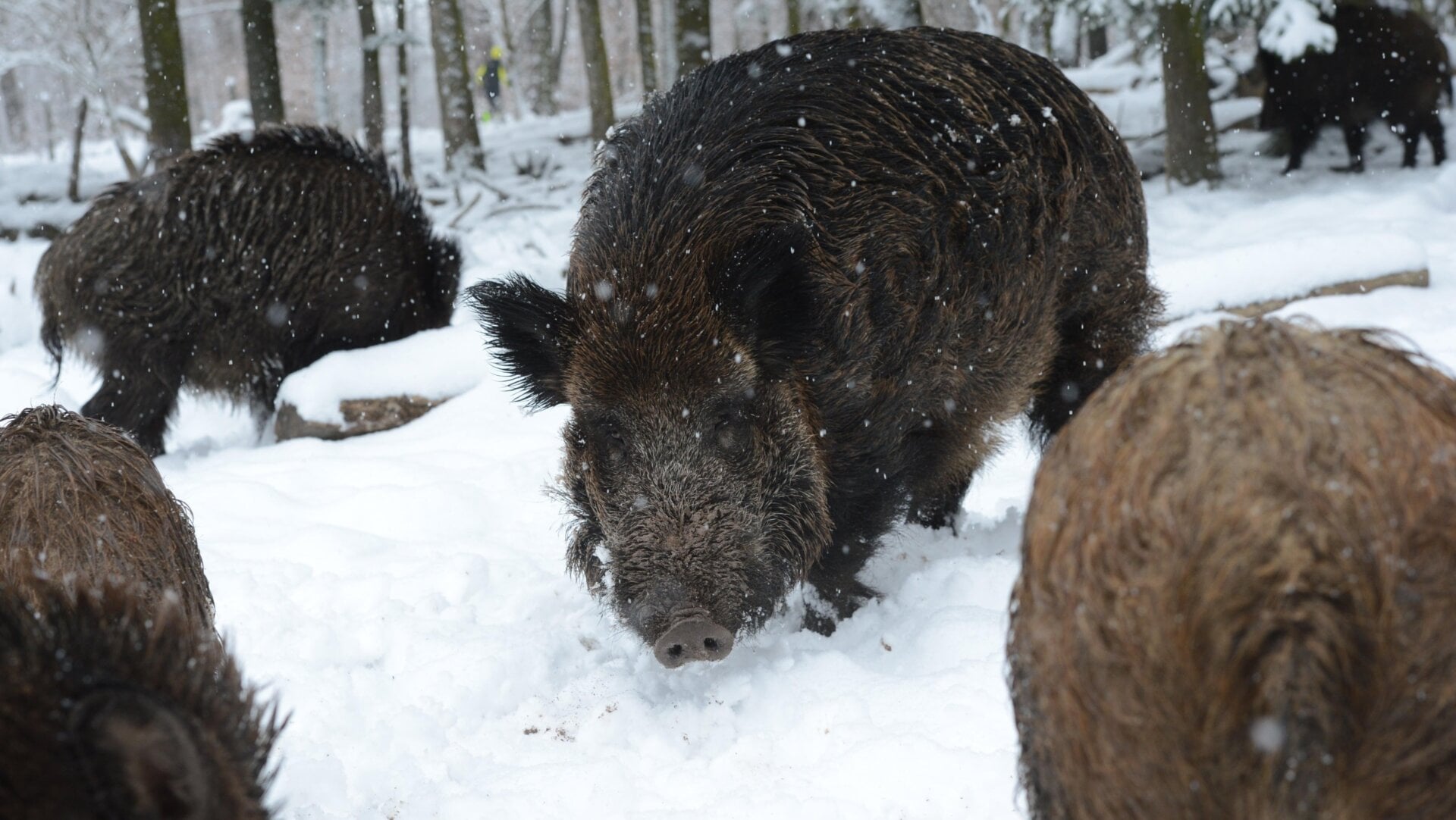 Jabalíes fotografiados en invierno alrededor de la ciudad de Stuttgart, Alemania.