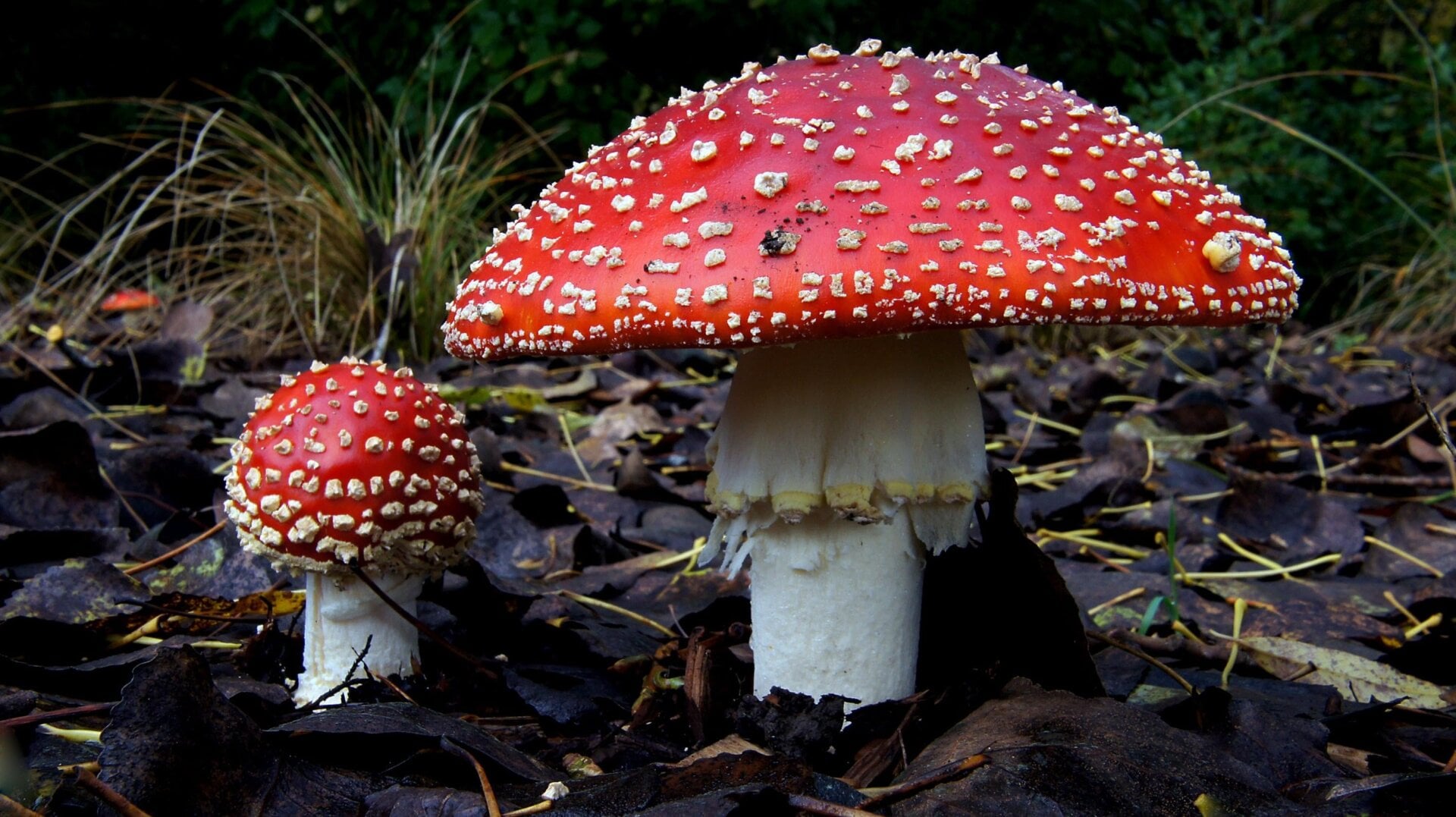 amanita muscaria hongos