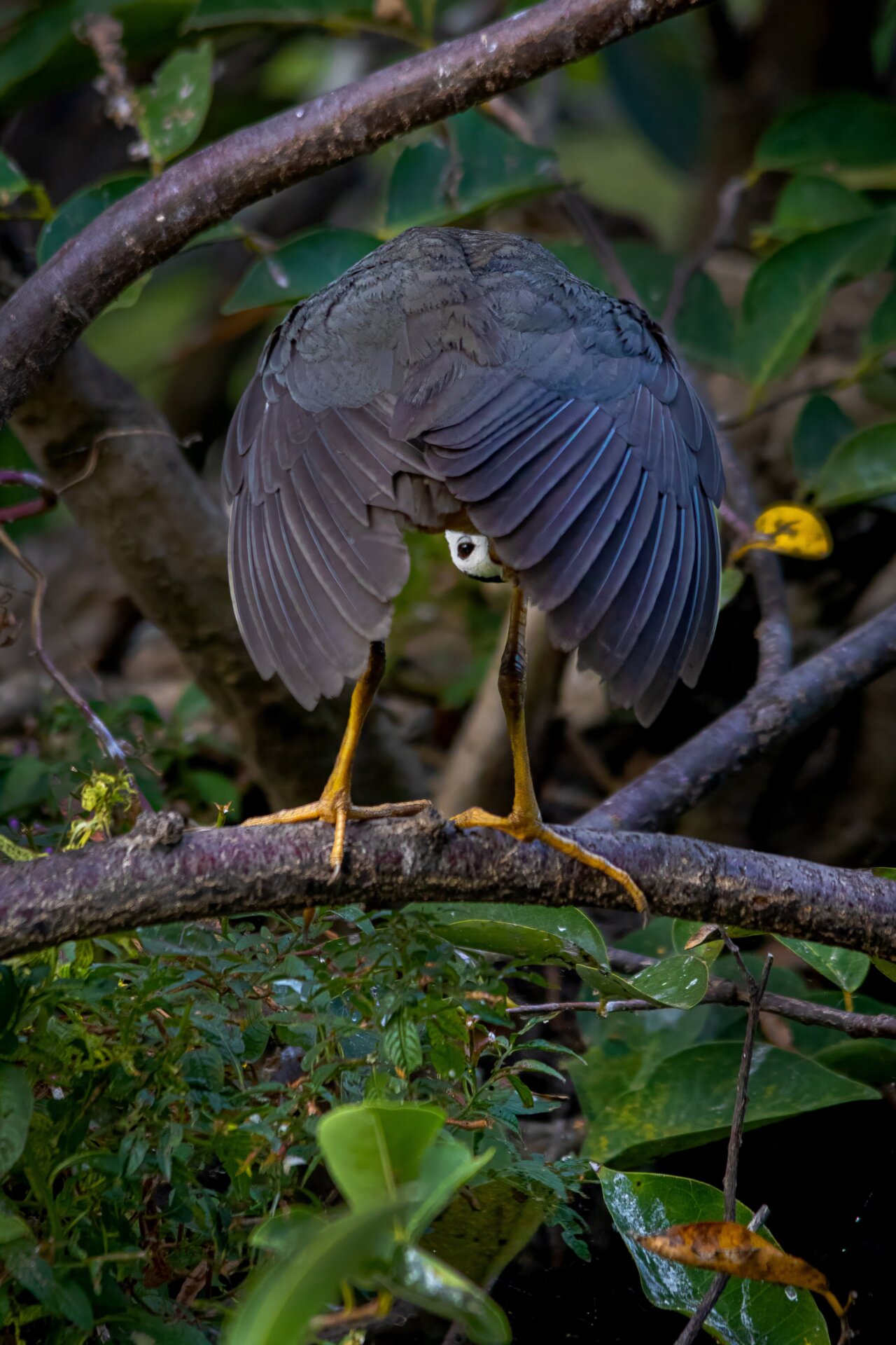 Photo: © Tilan Weerasignhe / Nikon Comedy Wildlife Awards