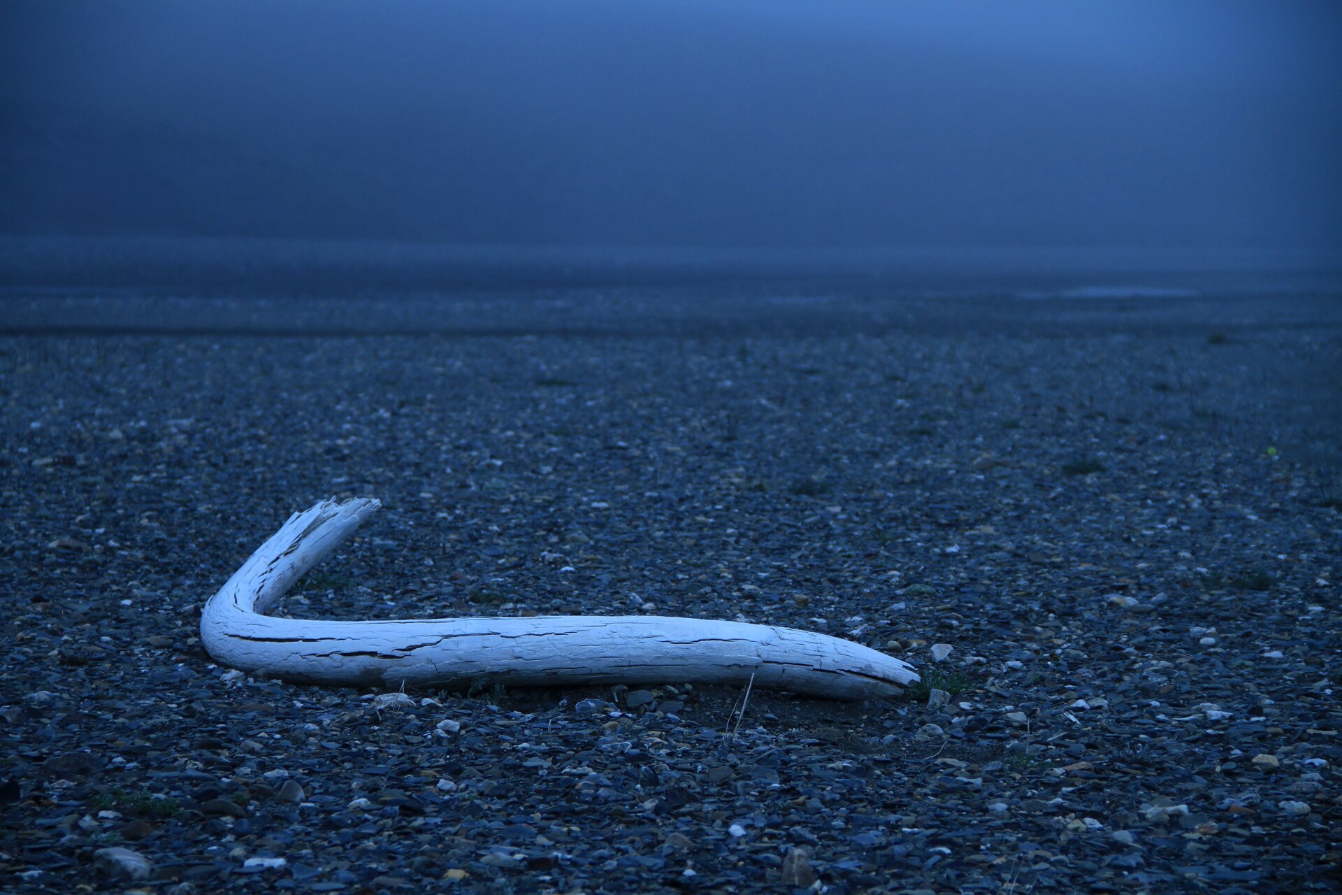Un colmillo de mamut en la isla Wrangel.