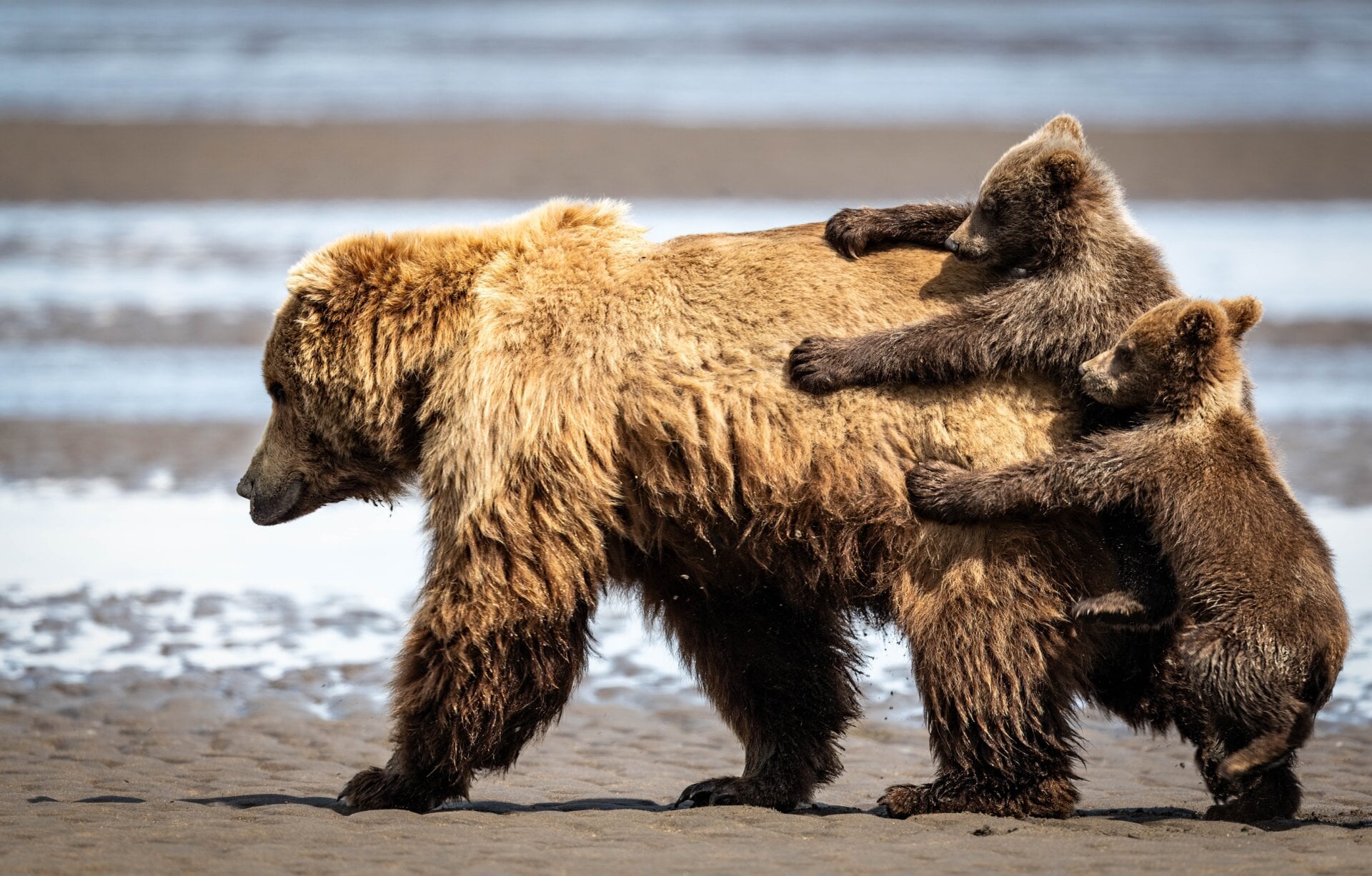 Photo: © Alexander Fine / Nikon Comedy Wildlife Awards