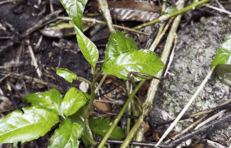 Dos sanguijuelas en una hoja, una de las que salta, en un video de 2023.