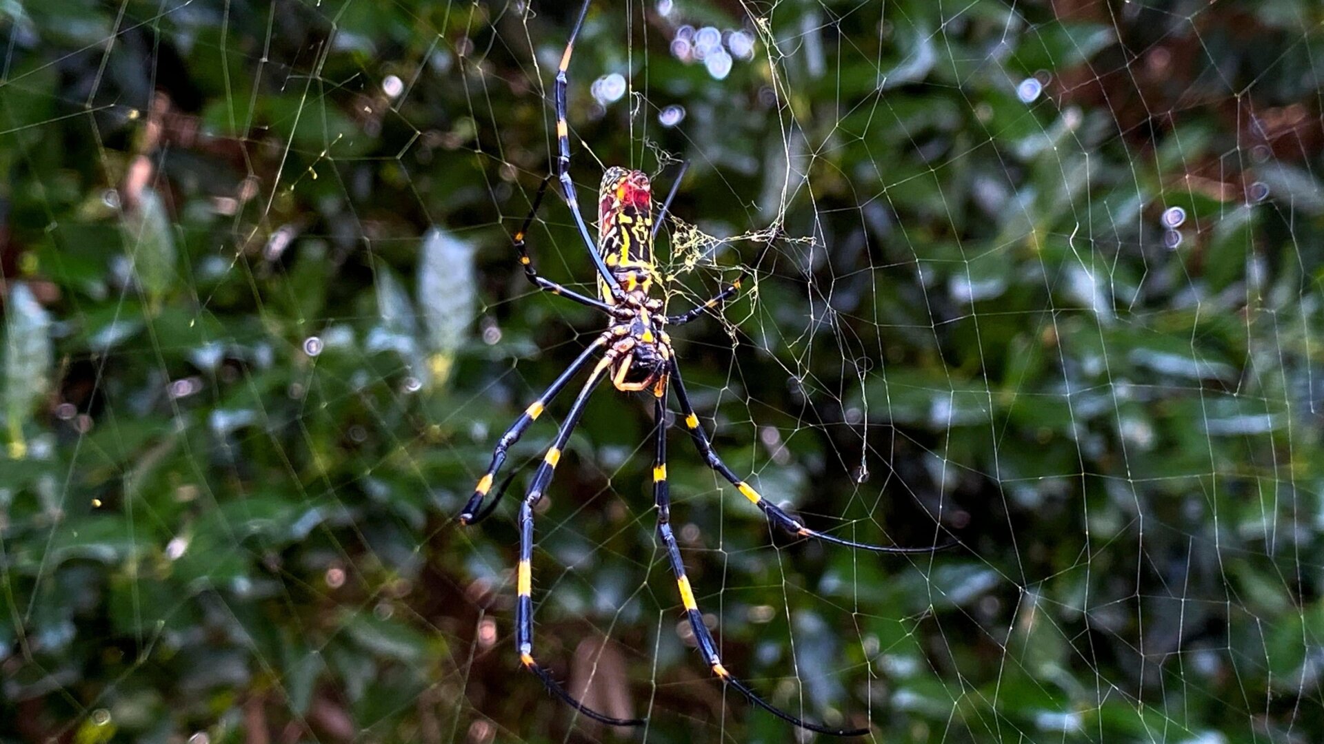 Una foto de una araña Joro en Georgia tomada el 24 de octubre de 2021.