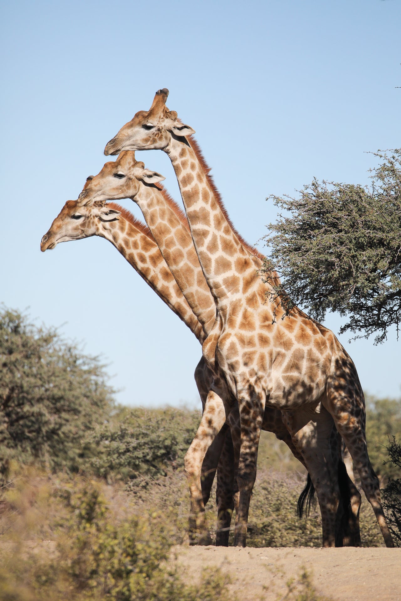 Photo: © John Mullineux / Nikon Comedy Wildlife Awards