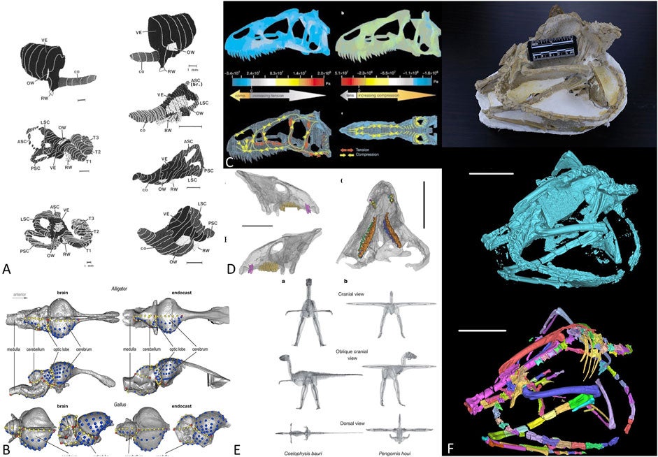Cráneos  de protoceratopsianos segmentados con el uso de modelos de aprendizaje profundo.