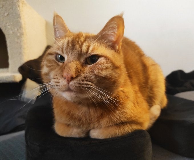 Cheddar ‘Chiz’ Cara, un gato notorio y un rascador no problemático.