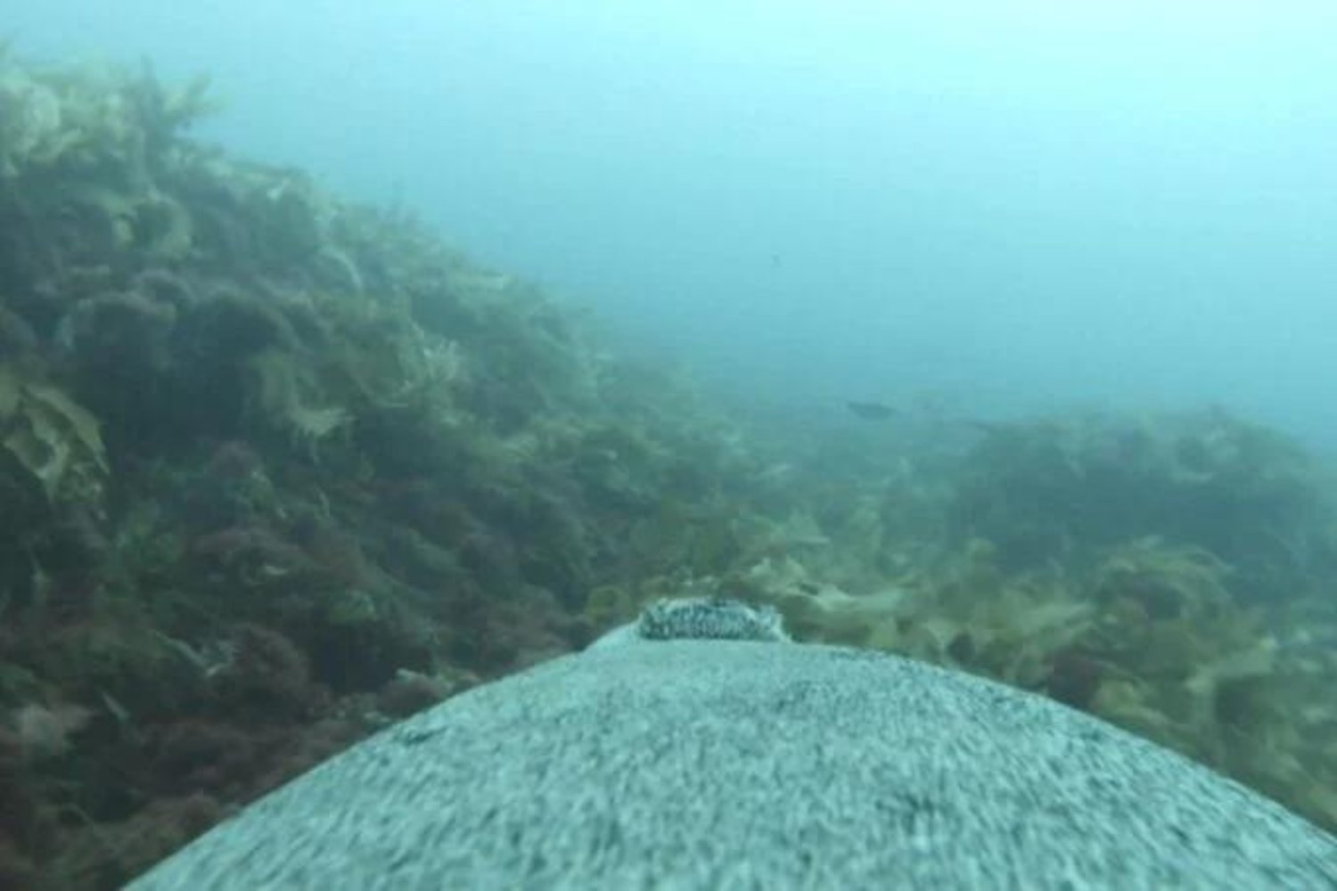 Camara Subacuatica En Leones Marinos