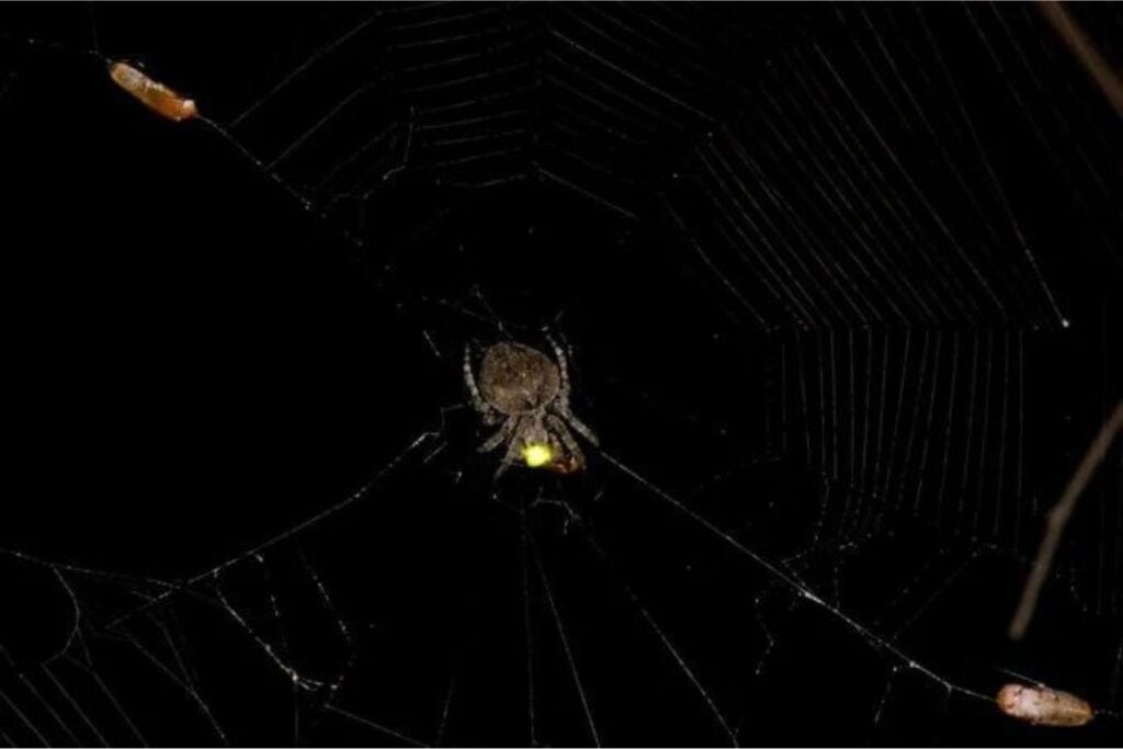 Diseño Sin Título (17)