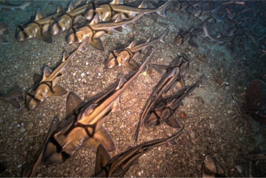 Diseño Sin Título 2024 08 15t144359.435