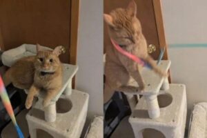 Diseño Sin Título 2024 08 17t084454.843