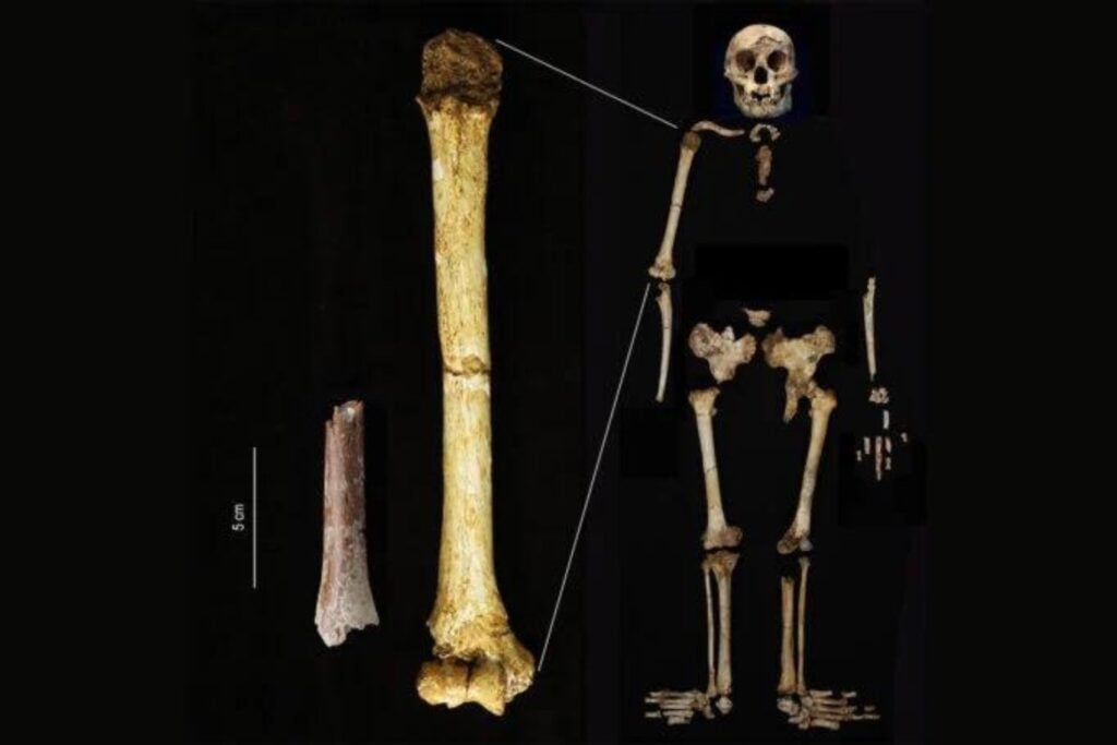 Fosiles Hobbit Humanos