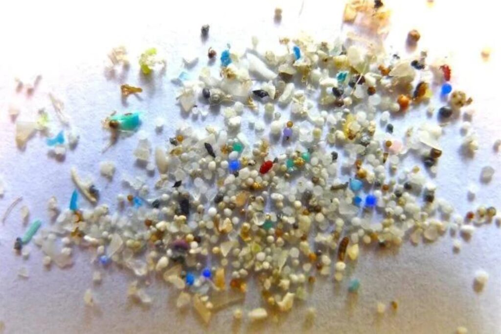 Microplasticos En El Cerebro