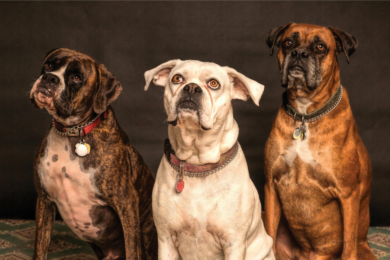 Razas De Perros