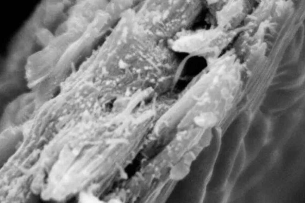 Nuevo Tipo De Madera