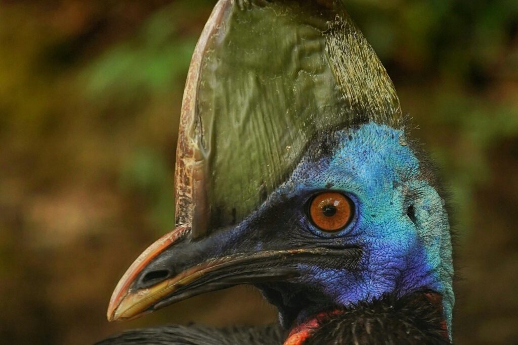 Casuario Del Sur En Reino Unido