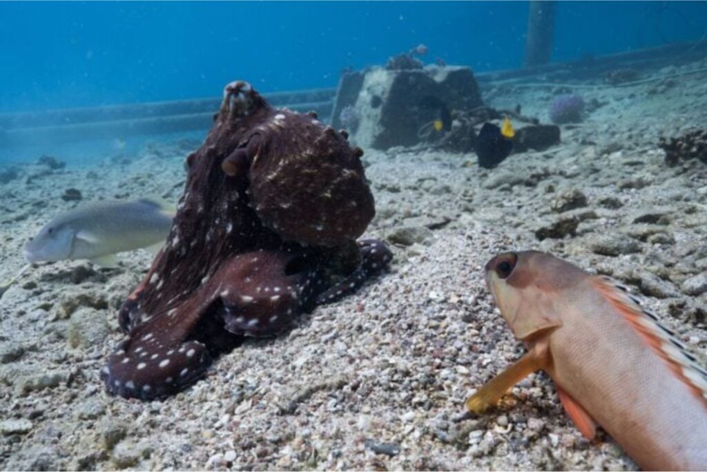 Diseño Sin Título (79)