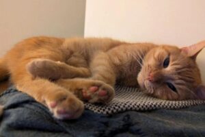 Diseño Sin Título (98)