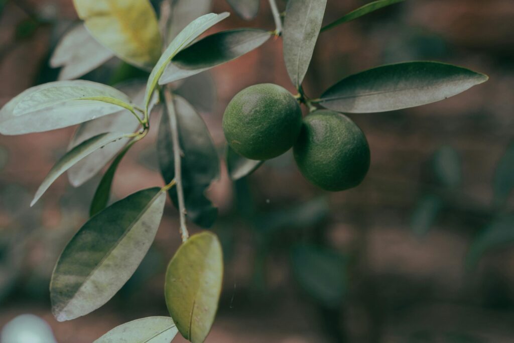 Minerales Clave Para Los Frutos De Los Arboles