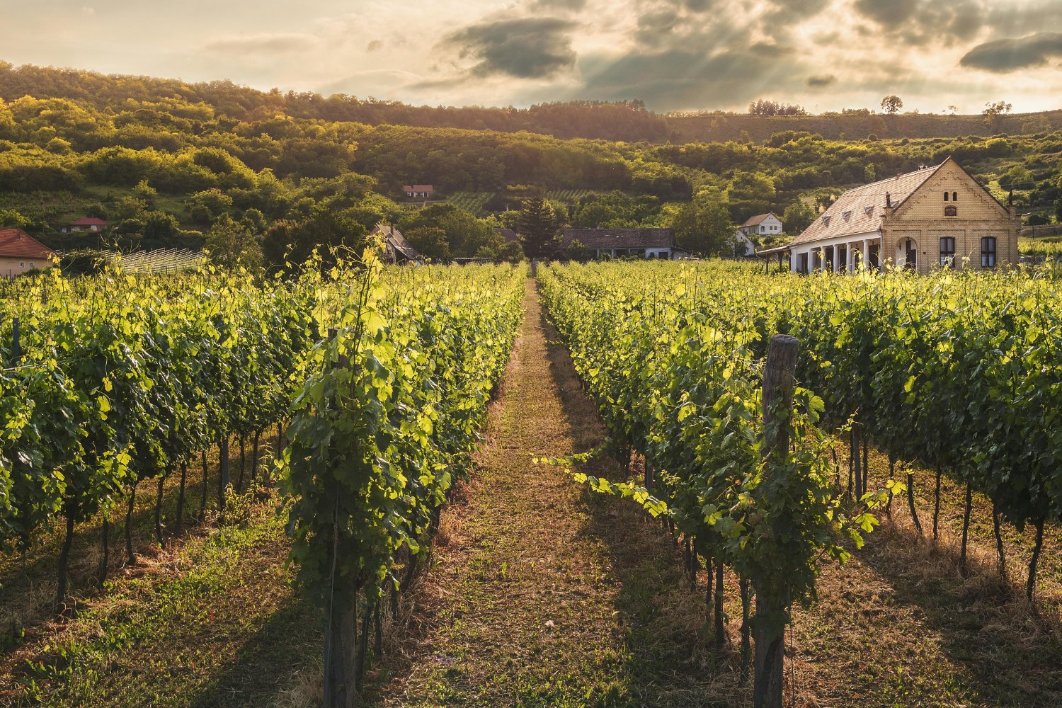 Paneles Solares En Viñedos Mejoran La Calidad Del Vino