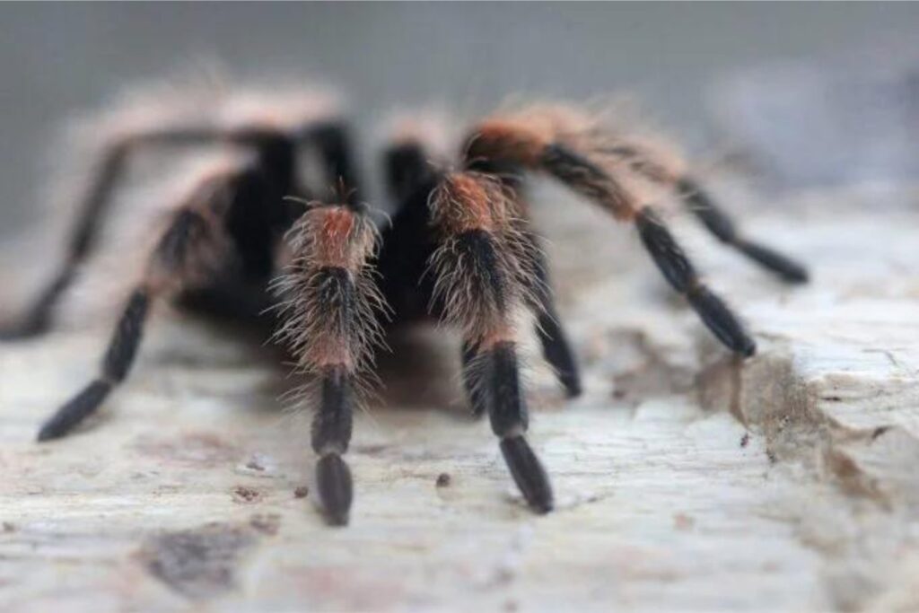 Tarantula Roja Mexicana