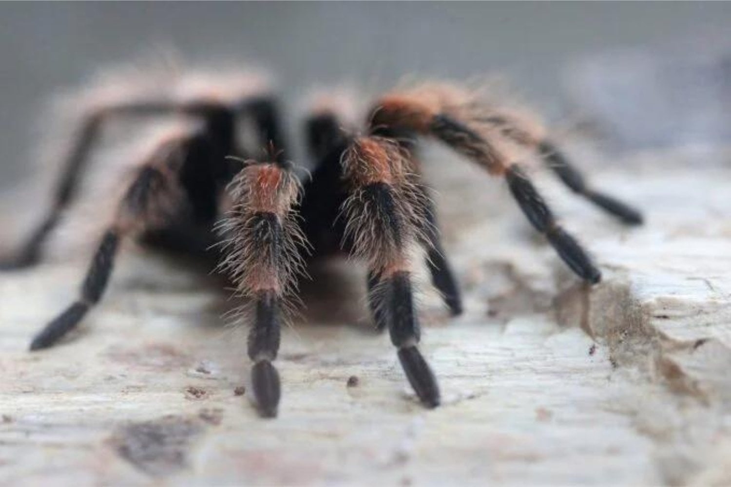 Tarantula Roja Mexicana