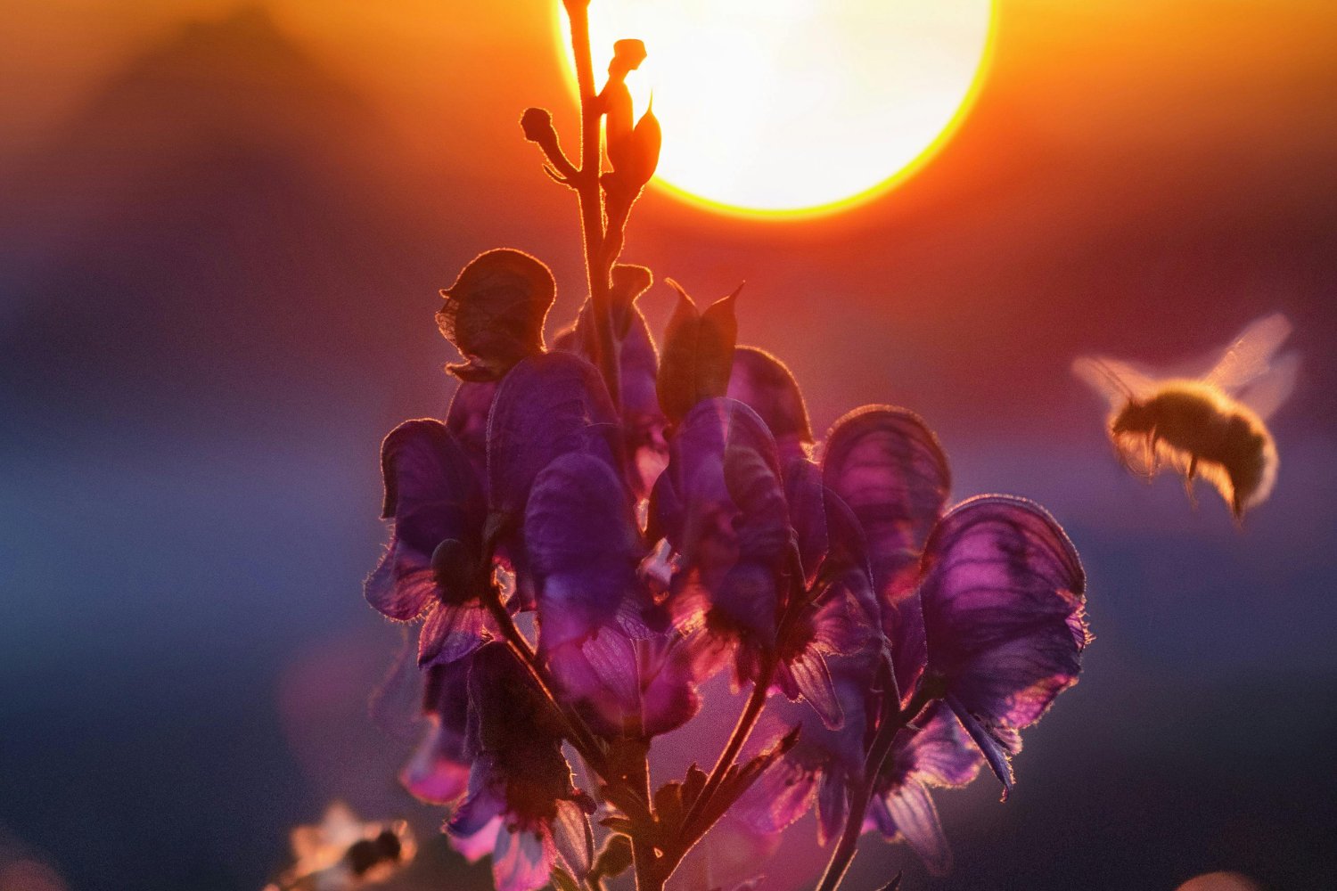 Beneficio De Agrivoltaica En Minnesota