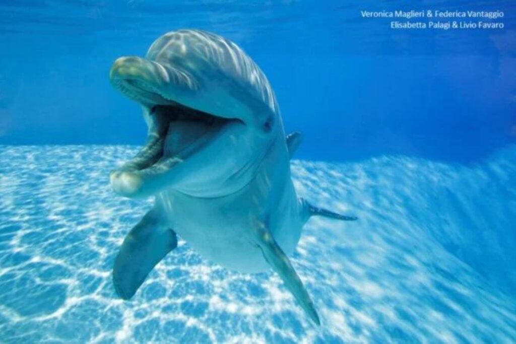 Delfin Sonriendo