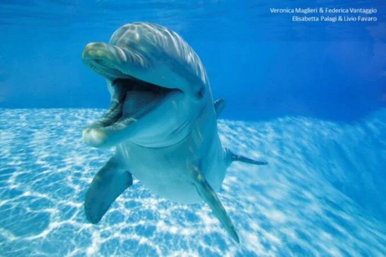 Delfin Sonriendo
