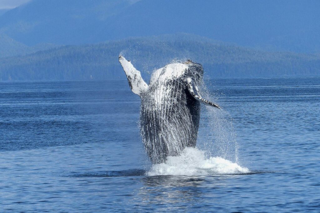 Diseño Sin Título (49)