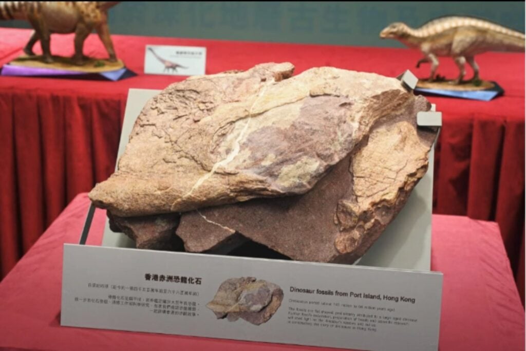 Fosiles De Dinosaurios En Hong Kong