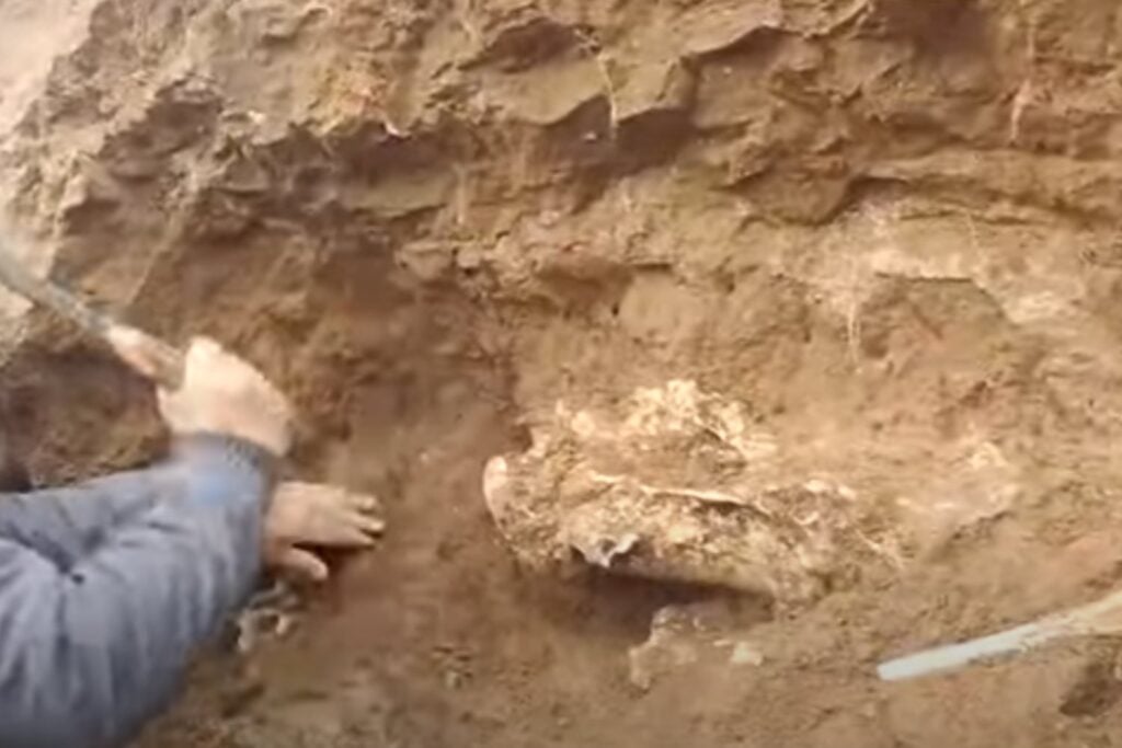 Niño Encuentra Craneo De Perezoso