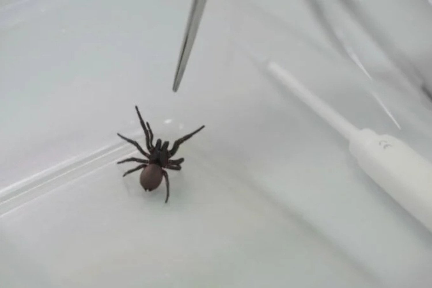 Veneno De Araña
