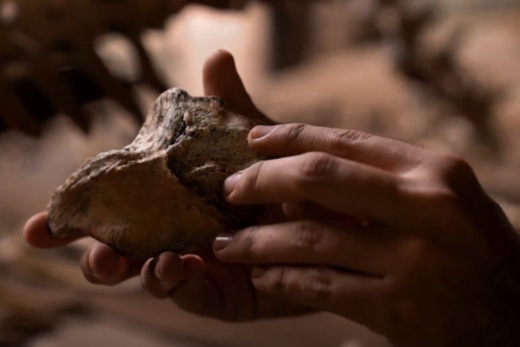 Fosil Criatura Milenaria