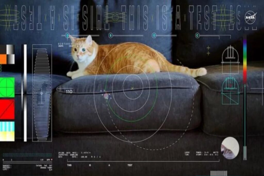 Nasa Cats