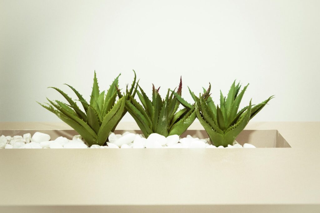 Aloe Vera Buena Suerte