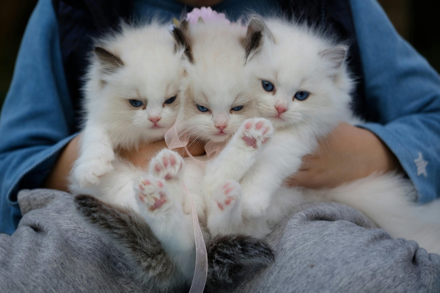 Amante De Los Gatos