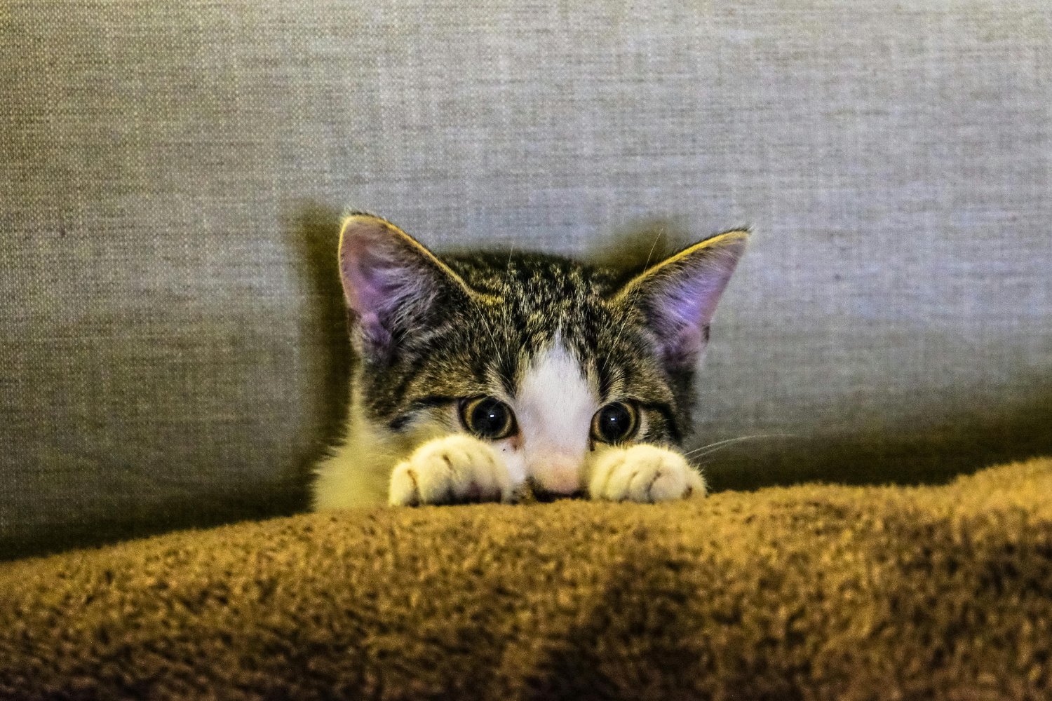 Amante De Los Gatos