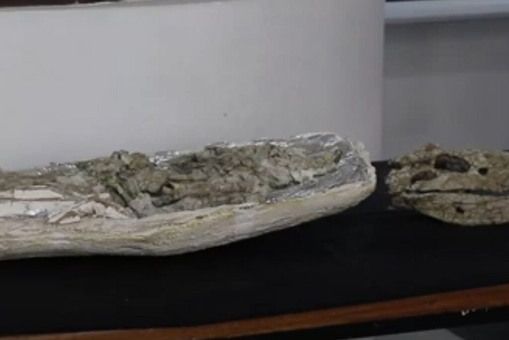 Cocodrilo Gigante En Neuquen