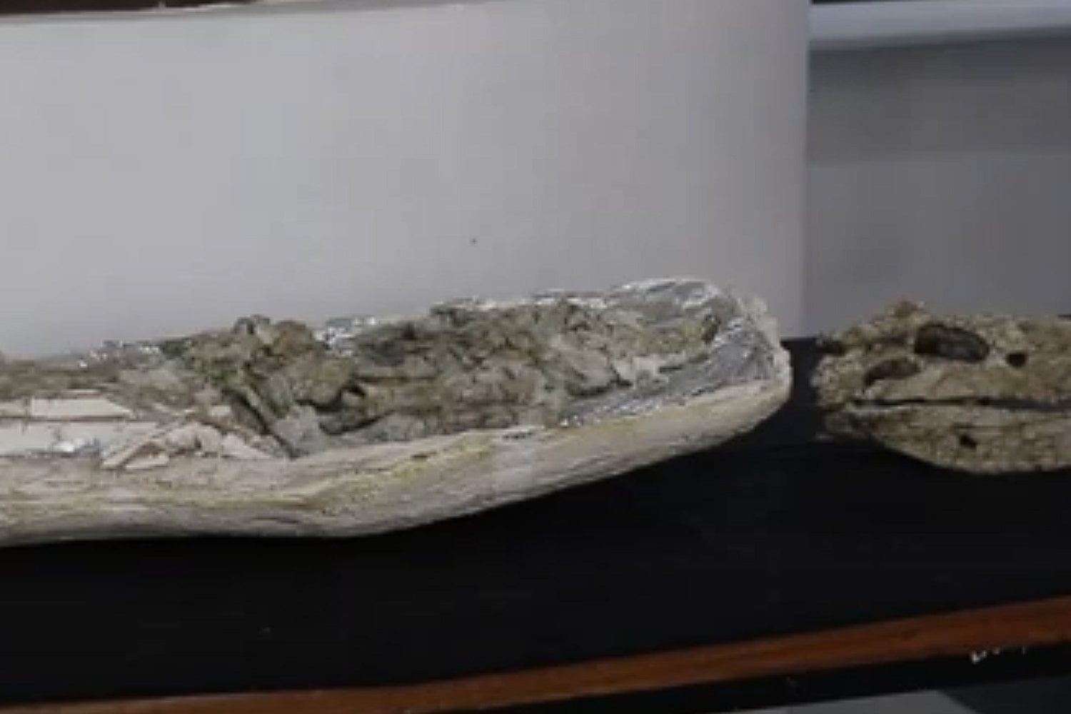 Cocodrilo Gigante En Neuquen